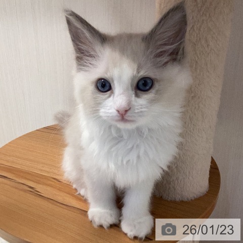 岐阜県のラグドール (ペットプラス 各務原店/2025年11月11日生まれ/女の子/ブルーポイントバイカラー)の子猫の3枚目の画像