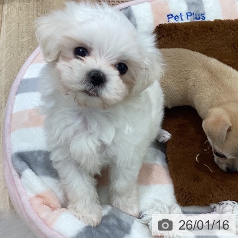 マルチーズの写真