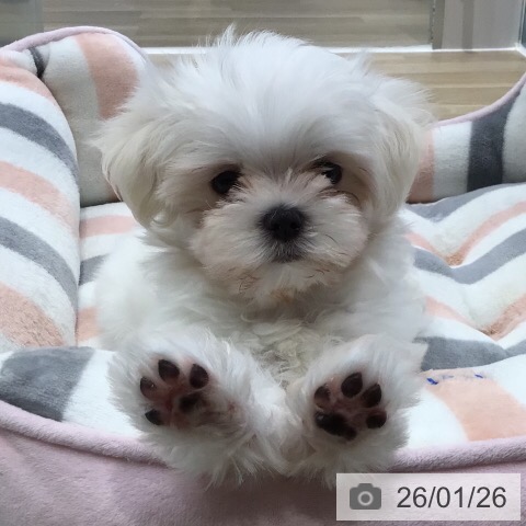 マルチーズの写真