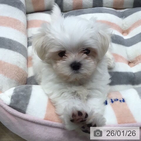 マルチーズの写真