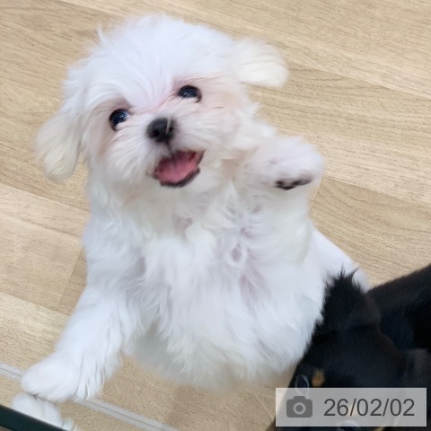 マルチーズの写真