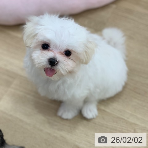 マルチーズの写真