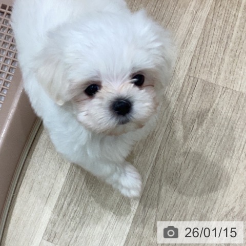 岐阜県のマルチーズ (ペットプラス 各務原店/2025年11月12日生まれ/男の子/ホワイト)の子犬の4枚目の画像