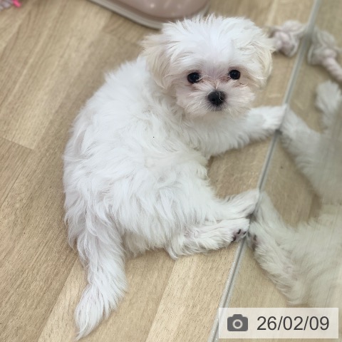 岐阜県のマルチーズ (ペットプラス 光ケ丘店/2025年11月12日生まれ/男の子/ホワイト)の子犬の4枚目の画像