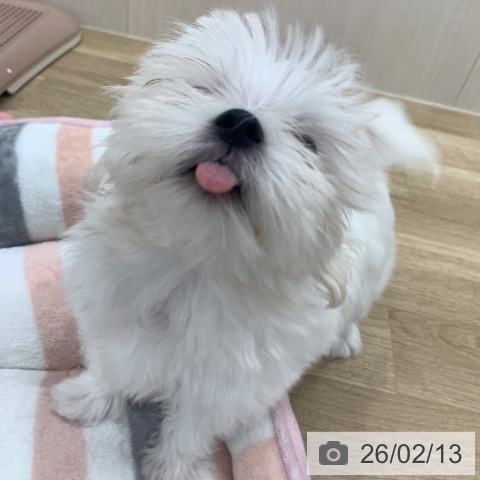 岐阜県のマルチーズ (ペットプラス 光ケ丘店/2025年11月12日生まれ/男の子/ホワイト)の子犬の4枚目の画像