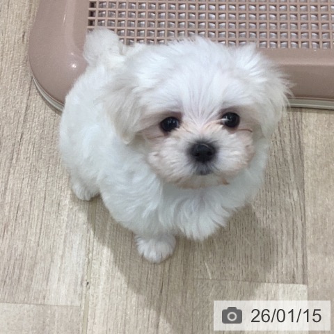 岐阜県のマルチーズ (ペットプラス 各務原店/2025年11月12日生まれ/男の子/ホワイト)の子犬の3枚目の画像