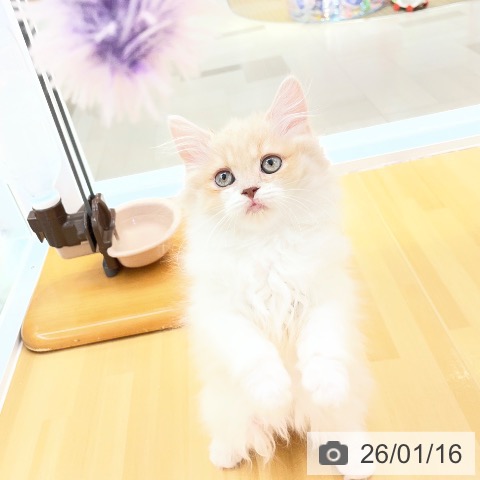 愛知県のスコティッシュフォールド (ペットプラス 豊田店/2025年11月1日生まれ/男の子/クリームタビーホワイト)の子猫の4枚目の画像