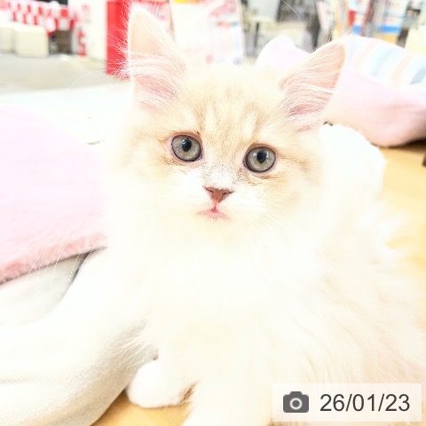 愛知県のスコティッシュフォールド (ペットプラス 豊田店/2025年11月1日生まれ/男の子/クリームタビーホワイト)の子猫の4枚目の画像