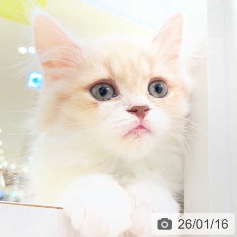 愛知県のスコティッシュフォールド (ペットプラス 豊田店/2025年11月1日生まれ/男の子/クリームタビーホワイト)の子猫の3枚目の画像