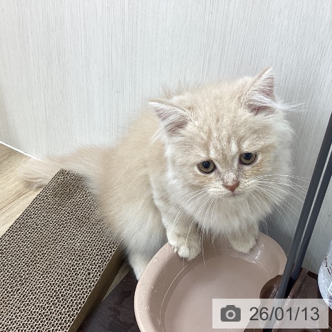 愛知県のスコティッシュフォールド (ペットプラス 千音寺店/2025年11月1日生まれ/男の子/クリームタビー)の子猫の4枚目の画像