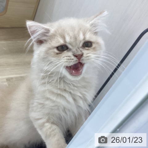 スコティッシュフォールドの写真