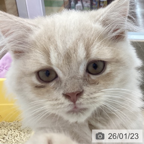 スコティッシュフォールドの写真