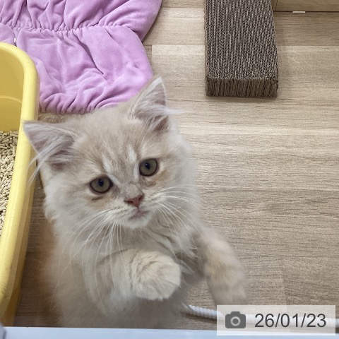 スコティッシュフォールドの写真