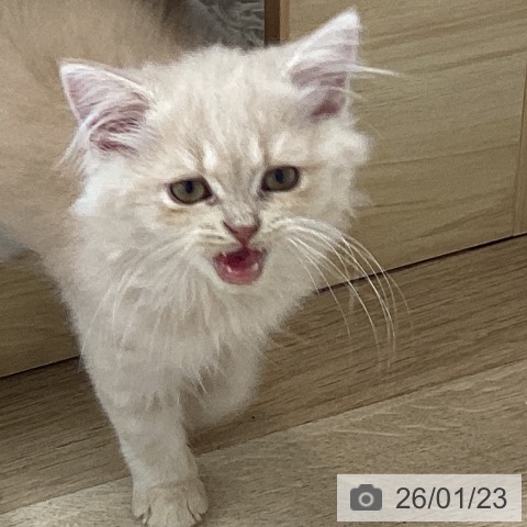 スコティッシュフォールドの写真