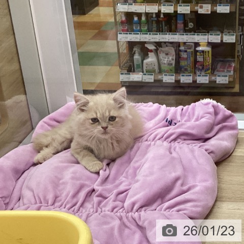 スコティッシュフォールドの写真