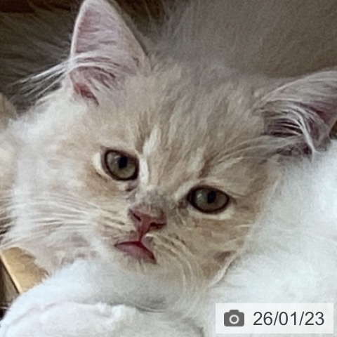 スコティッシュフォールドの写真