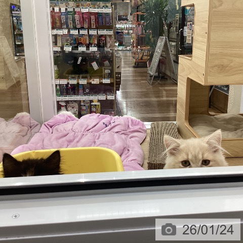 スコティッシュフォールドの写真