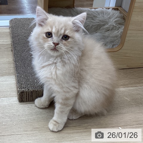 スコティッシュフォールドの写真