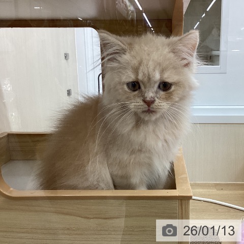 愛知県のスコティッシュフォールド (ペットプラス 千音寺店/2025年11月1日生まれ/男の子/クリームタビー)の子猫の3枚目の画像