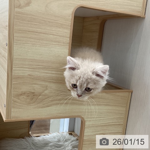 愛知県のスコティッシュフォールド (ペットプラス 千音寺店/2025年11月1日生まれ/男の子/クリームタビー)の子猫の4枚目の画像