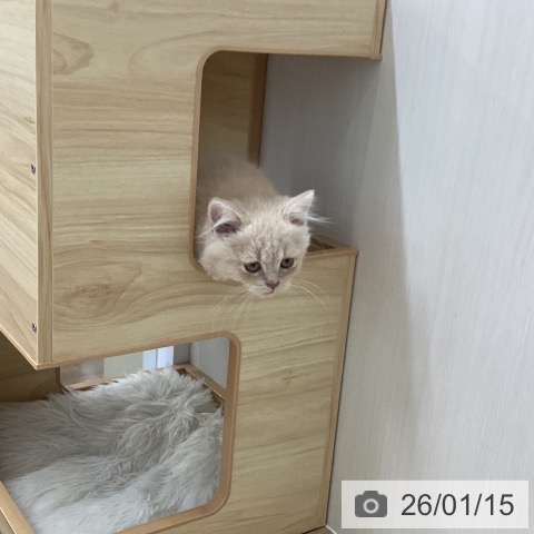 愛知県のスコティッシュフォールド (ペットプラス 千音寺店/2025年11月1日生まれ/男の子/クリームタビー)の子猫の3枚目の画像