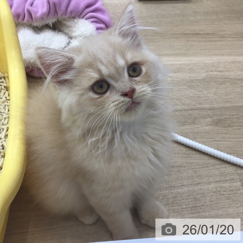 スコティッシュフォールドの写真