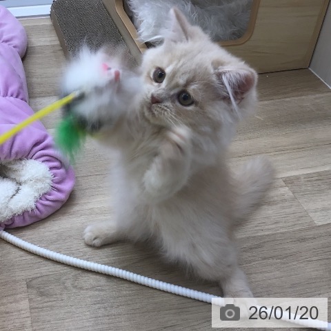 愛知県のスコティッシュフォールド (ペットプラス 千音寺店/2025年11月1日生まれ/男の子/クリームタビー)の子猫の4枚目の画像