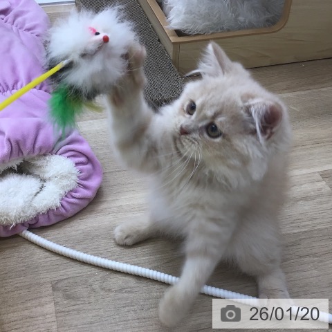愛知県のスコティッシュフォールド (ペットプラス 千音寺店/2025年11月1日生まれ/男の子/クリームタビー)の子猫の3枚目の画像