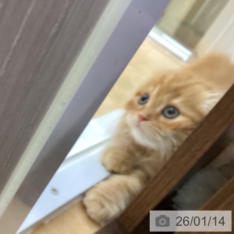 愛知県のスコティッシュフォールド (ペットプラス 三好店/2025年11月10日生まれ/男の子/レッドタビー)の子猫の4枚目の画像