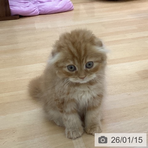 愛知県のスコティッシュフォールド (ペットプラス 三好店/2025年11月10日生まれ/男の子/レッドタビー)の子猫の3枚目の画像