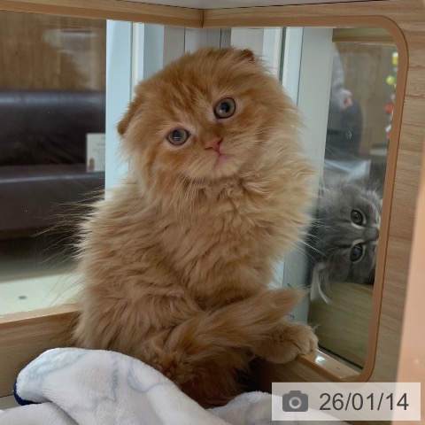 愛知県のスコティッシュフォールド (ペットプラス 則武新町店/2025年11月10日生まれ/女の子/レッドタビー)の子猫の3枚目の画像
