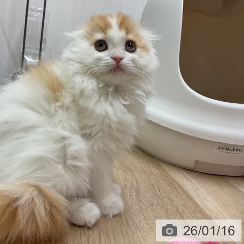 愛知県のスコティッシュフォールド (ペットプラス 岡崎店/2025年11月10日生まれ/女の子/レッドタビーホワイト)の子猫の4枚目の画像