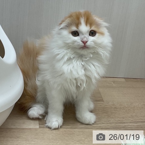 愛知県のスコティッシュフォールド (ペットプラス 岡崎店/2025年11月10日生まれ/女の子/レッドタビーホワイト)の子猫の4枚目の画像