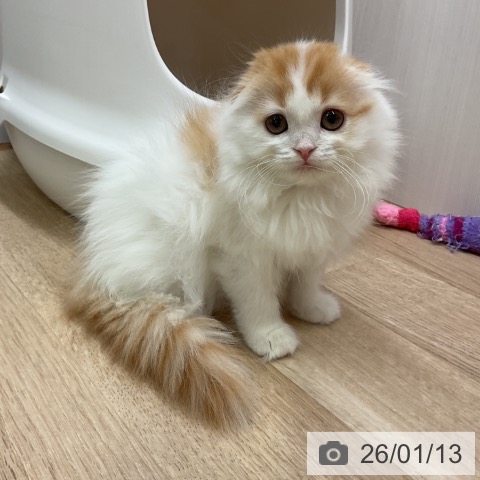 愛知県のスコティッシュフォールド (ペットプラス 岡崎店/2025年11月10日生まれ/女の子/レッドタビーホワイト)の子猫の3枚目の画像