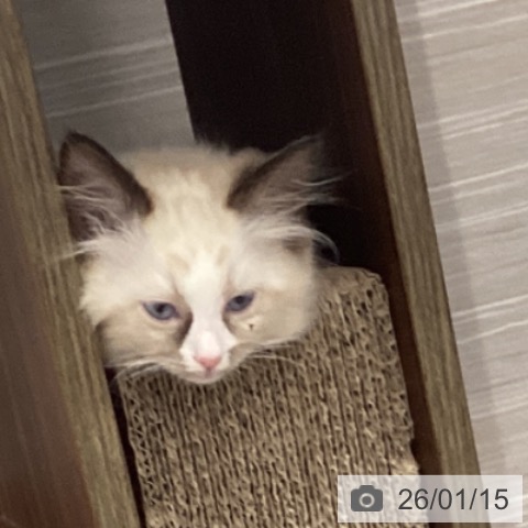 愛知県のラグドール (ペットプラス 東浦店/2025年11月8日生まれ/男の子/シールポイントバイカラー)の子猫の4枚目の画像