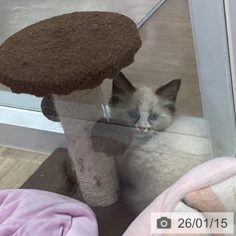 愛知県のラグドール (ペットプラス 東浦店/2025年11月8日生まれ/男の子/シールポイントバイカラー)の子猫の3枚目の画像