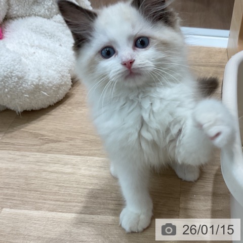 愛知県のラグドール (ペットプラス 熱田店/2025年11月8日生まれ/男の子/シールポイントバイカラー)の子猫の4枚目の画像