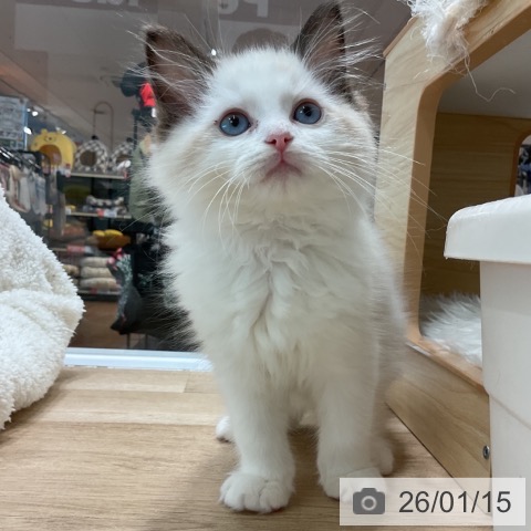 愛知県のラグドール (ペットプラス 熱田店/2025年11月8日生まれ/男の子/シールポイントバイカラー)の子猫の4枚目の画像