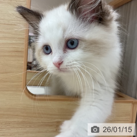 愛知県のラグドール (ペットプラス 熱田店/2025年11月8日生まれ/男の子/シールポイントバイカラー)の子猫の3枚目の画像