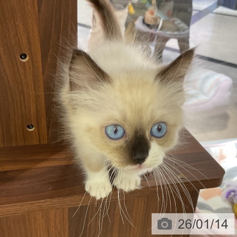 愛知県のラグドール (ペットプラス イオンモール豊川店/2025年11月10日生まれ/女の子/シールポイントミテッド)の子猫の3枚目の画像