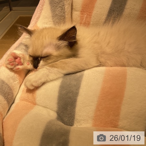 愛知県のラグドール (ペットプラス イオンモール豊川店/2025年11月10日生まれ/女の子/シールポイントミテッド)の子猫の3枚目の画像