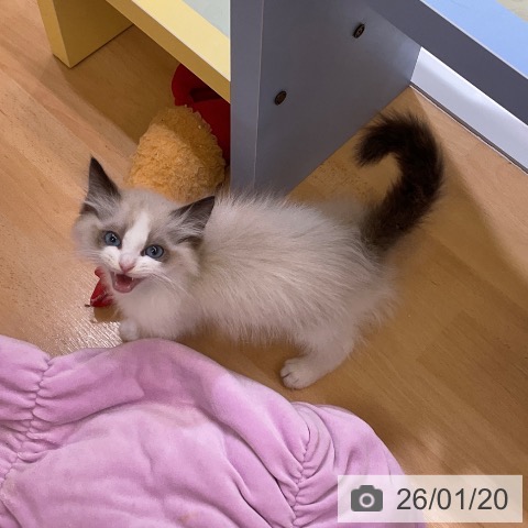 愛知県のラグドール (ペットプラス mozoワンダーシティ店/2025年11月10日生まれ/女の子/シールポイントバイカラー)の子猫の4枚目の画像