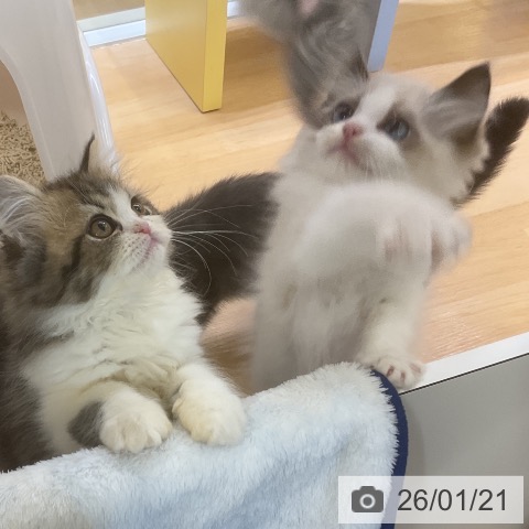 愛知県のラグドール (ペットプラス mozoワンダーシティ店/2025年11月10日生まれ/女の子/シールポイントバイカラー)の子猫の3枚目の画像