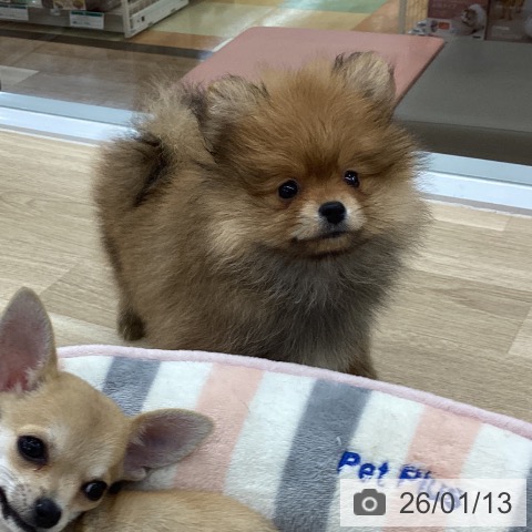 愛知県のポメラニアン (ペットプラス 千音寺店/2025年11月10日生まれ/女の子/オレンジ)の子犬の4枚目の画像