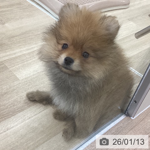 愛知県のポメラニアン (ペットプラス 千音寺店/2025年11月10日生まれ/女の子/オレンジ)の子犬の3枚目の画像