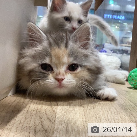 岐阜県のサイベリアン (ペットプラス 各務原店/2025年11月5日生まれ/女の子/シルバーパッチドタビーホワイト)の子猫の4枚目の画像