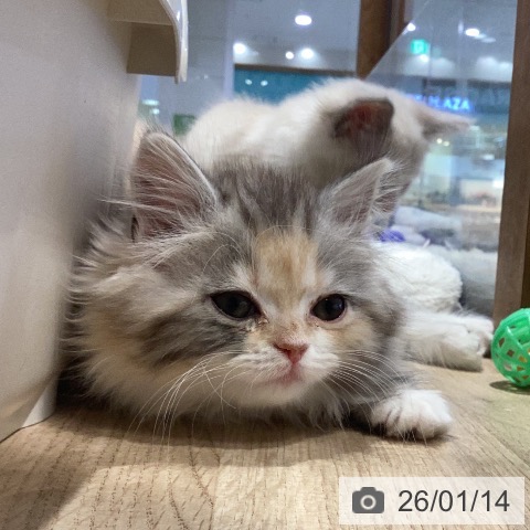 岐阜県のサイベリアン (ペットプラス 各務原店/2025年11月5日生まれ/女の子/シルバーパッチドタビーホワイト)の子猫の3枚目の画像