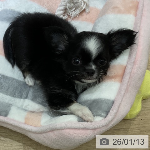 愛知県のチワワ(ロング) (ペットプラス イオンモール豊川店/2025年11月12日生まれ/男の子/ブラックホワイト)の子犬の3枚目の画像