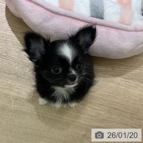 愛知県のチワワ(ロング) (ペットプラス イオンモール豊川店/2025年11月12日生まれ/男の子/ブラックホワイト)の子犬の4枚目の画像