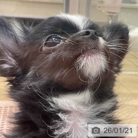 愛知県のチワワ(ロング) (ペットプラス イオンモール豊川店/2025年11月12日生まれ/男の子/ブラックホワイト)の子犬の3枚目の画像